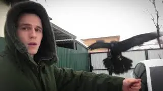 Просто ворон с парнем )