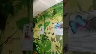 Бабочка Аттакус Лорквини в полёте 🦋❤️