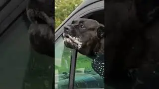 Cane Corso Dog | Duniya Ke sabse khatarnak kutte 