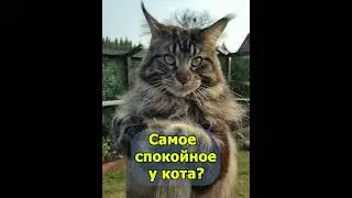 Про кота. 