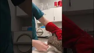 Сложно работать ветеринаром  А еще сложнее когда нужно дать лекарства ежу