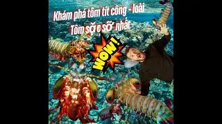 Tôm Tít Công: Sát Thủ Dưới Làn Nước Với Cú Đấm Sấm Sét Và Màu Sắc Tuyệt Đẹp