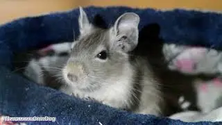 Спят усталые дегуськи, дегу спят