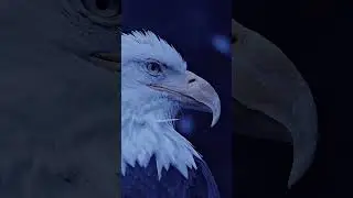 The Eagle Coldest 🥶 Moment