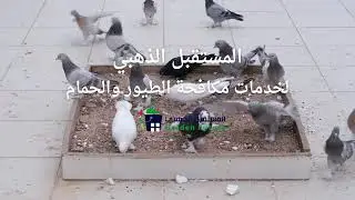 شركة مكافحة الطيور فى دبي 0506490923 المستقبل الذهبي