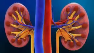 diabetes and kidneys