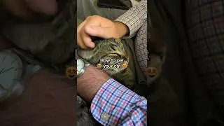 How to pet a cat (the RIGHT way!)