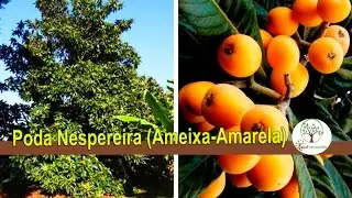 Why prune large trees with Sergio Semerdjian Planting at Home
