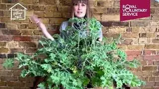 Overwintering your geraniums with Rachel Moore