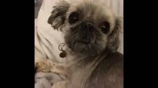 Sweet dog model