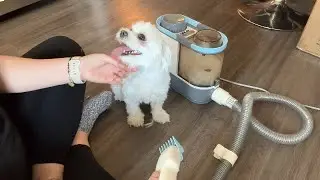Full grooming session trying out iPettie Max15 Pet Grooming Vacuum!