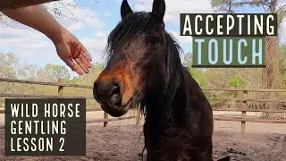 Touch | Wild Horse Gentling | Lesson 2
