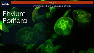 Phylum Porifera | Invertebrates | Unit 5. Biological Diversity