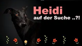 Windhund Heidi sucht ein Zuhause, vielleicht bei DIR?