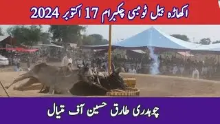 Chaudhry Tariq Hussain of Matiyal | Akhara Bail Tombi  Chak Barham 17 October 2024