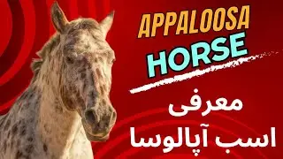 معرفی اسب آپالوسا🐎