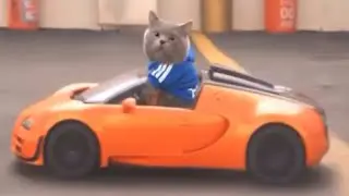 Cats have their own lives