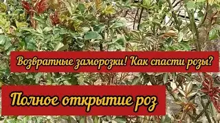 Полное открытие роз. Возвратные заморозки!!! Как спасти розы???
