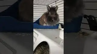 My bunny got mad 💀 #animals #bunny #meme #funny #rabbit #memes #animal
