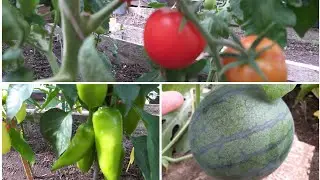 🍉🥒Что в теплице на 21.07.22г.???🍅🌶