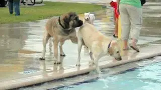 Samson Playing at the Water Park - 13 month old Boerboel, 160 pounds