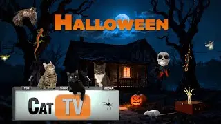 🎃 Cat Games Halloween Edition | Spooky 4K Cat TV Adventure for Cats 👻 | 6 Hours