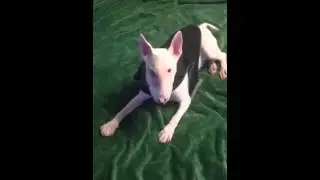Цецилия