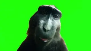 Rizz Monkey Green Screen #greenscreen