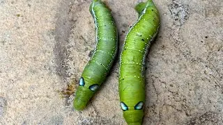 Caterpillars dancing