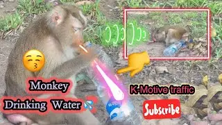 Monkey trying to drink water battle….#monkey05 #cuteanimal #cutemonkey #monkey #animals