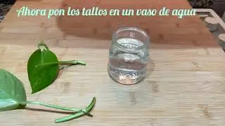 COMO REPRODUCIR POTOS/ POTUS POR ESQUEJES 🌱🌱🌱🌱