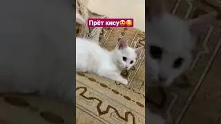 Бедные руки! #cat #cats #кот #коты #котики #catshorts