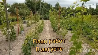 August Work Plan for One-Year-Old Grapevines