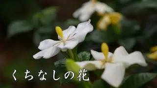 くちなしの花　 渡哲也