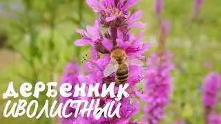 Дербенник иволистный!!!