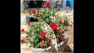 गुलाब के फूल में यूरिया खाद यूज करने के फायदे || Benefits of using urea manure in rose flower