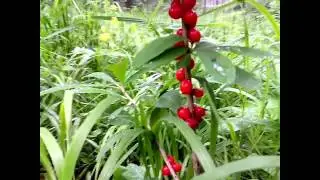 Ядовитые лесные ягоды - волчье лыко, волчья ягода и жимолость лесная