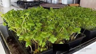 Microgreens Responding to Light - Timelapse.
