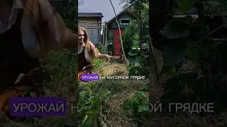 Урожай с мусорной грядки в 1 год
