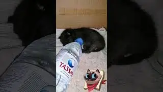 Сладкий сон Афины 