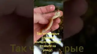 Вот такой урожай с 6 волн опята зимние!