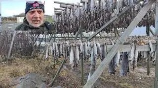 Norvegia   Lofoten   Gli stoccafissi
