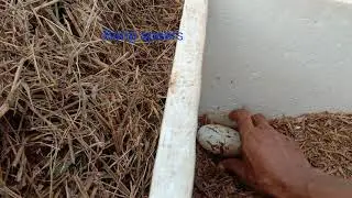 The process of taking CROCODILE EGGS..