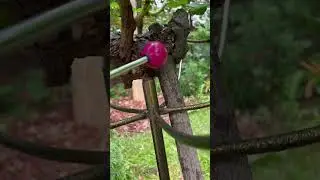 Вы такое видели? Розы на дереве!