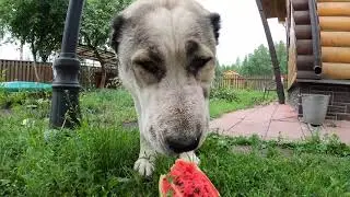 Aviary for ALABAY || ALABAI loves a hammock | ALABAI eats WATERMELON || ALABAI DOGS | CAS || PUPPIES