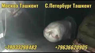 МОСКВА-БУХОРО А#ВТОБУС Срочно сегодня прямой рейс бухара-москва москва-анжан такси +79660667066