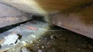 Wood boring weevil-the tell tale signs.