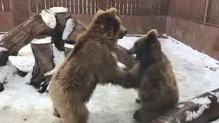 Медведи играют.
