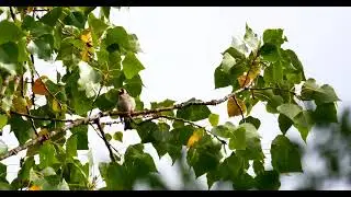 Gūzel Sesiyle Doğada Şarksnı Söylūyor Saka Kuş