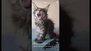 Котик мейнкун Харви и его отношение к фотосессии😸Чей?)))